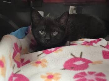Domestic Short Hair Cats Available for Adoption in Fort Lauderdale, Florida - A2475841 | PetCurious