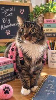 Dottie -  Domestic Long Hair Cat for Adoption in Richmond, Virginia - Dottie | PetCurious