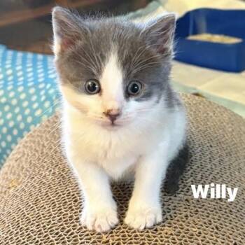 Rescue Domestic Short Hair Cats for Adoption in Larkfield-wikiup, California - Willy | PetCurious