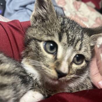 Domestic Short Hair Cats Available for Adoption - Max | PetCurious