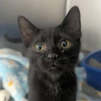 Stanley -  Domestic Short Hair Cat for Adoption in Evansville, Indiana - Stanley | PetCurious