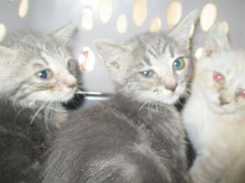 A383660 -  Domestic Short Hair Cat for Adoption in Ocala, Florida - A383660 | PetCurious
