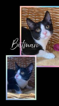 Rescue Domestic Short Hair Cats for Adoption in Pierceton, Indiana - Batman | PetCurious