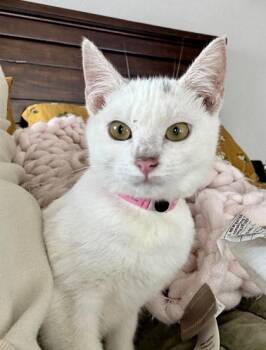 Rescue Domestic Short Hair Cats for Adoption in Fort Worth, Texas - Everleigh (pre Adopt) | PetCurious