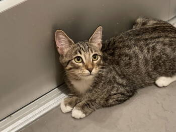 Rescue Domestic Short Hair Cats for Adoption in Oakland, California - Fresca (bonded With Sprite) | PetCurious