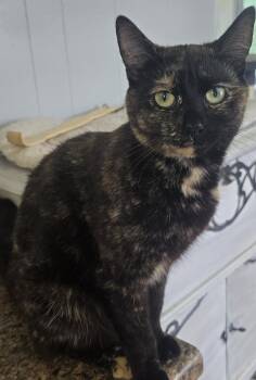 Rescue Domestic Short Hair Cats for Adoption in Carthage, New York - Pumkin | PetCurious