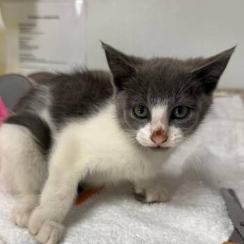Rory (Blue) -  Domestic Short Hair Cat for Adoption in Blairsville, Georgia - Rory (Blue) | PetCurious