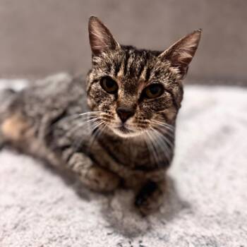 Domestic Short Hair Cats Available for Adoption in Brownsboro, Alabama - Sassy | PetCurious