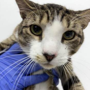 Lorabelle -  Domestic Short Hair Cat for Adoption in New York, New York - Lorabelle | PetCurious