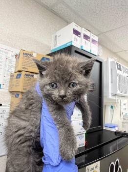 Michelangelo -  Domestic Short Hair Cat Available for Adoption in Pomona, New York - Michelangelo | PetCurious