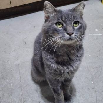 Ozzy -  Domestic Medium Hair Cat for Adoption in Traverse City, Michigan - Ozzy | PetCurious