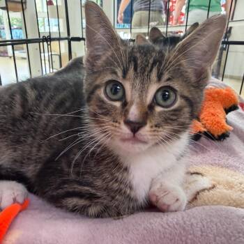 Gato -  Domestic Short Hair Cat for Adoption in Riverwoods, Illinois - Gato | PetCurious