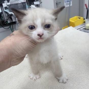 Snowshoe Cats Available for Adoption in Jupiter, Florida - Mushu | PetCurious