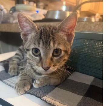 Iris -  Tabby Cat for Adoption in San Antonio, Texas - Iris | PetCurious