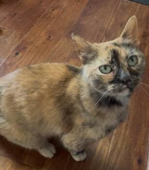 Meeka -  Domestic Short Hair Cat for Adoption in Austin, Texas - Meeka | PetCurious