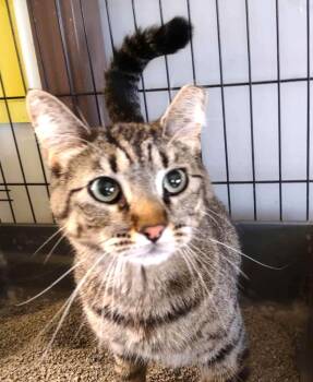 Rescue Domestic Short Hair Cats for Adoption in Ogden, Utah - Cheerito | PetCurious