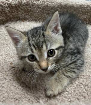 *Sheriff -  Domestic Short Hair Cat for Adoption in Newnan, Georgia - *Sheriff | PetCurious