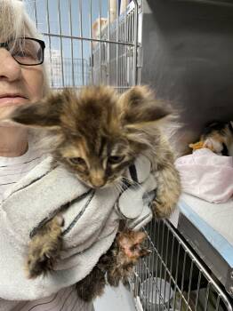 Nebul - At shelter -  Domestic Medium Hair Cat for Adoption in Rustburg, Virginia - Nebul - At Shelter | PetCurious