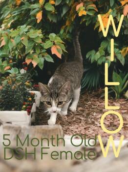 Rescue Domestic Short Hair Cats for Adoption in Nicholasville, Kentucky - Willow | PetCurious