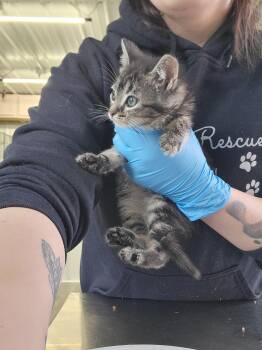 American Shorthair Cats Available for Adoption in Fertile, Minnesota - Pistachio | PetCurious
