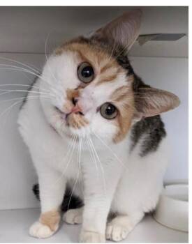 Summit -  Domestic Short Hair and Calico Cat for Adoption in Minneapolis, Minnesota - Summit | PetCurious