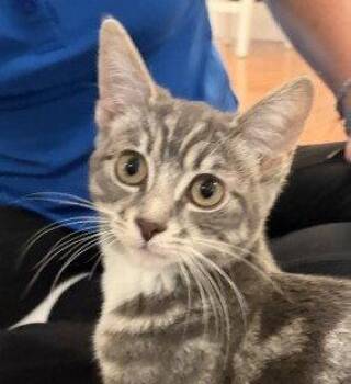 Ash (+ Sibling) -  Domestic Short Hair Cat for Adoption in Richmond Hill, Ontario - Ash (+ Sibling) | PetCurious
