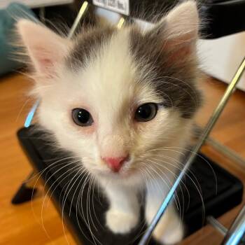 Domestic Medium Hair Cats Available for Adoption in Pasadena, California - Swirl | PetCurious