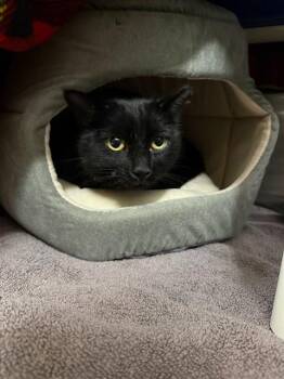 Domestic Short Hair Cats Available for Adoption - LUCKY | PetCurious