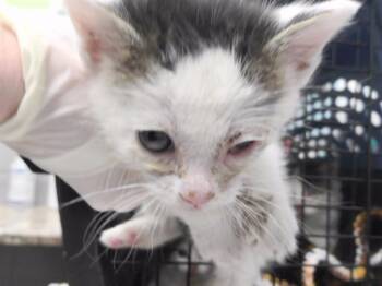 DEWEY -  Domestic Short Hair Cat for Adoption in Omaha, Nebraska - DEWEY | PetCurious