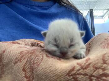 Rescue Domestic Short Hair Cats for Adoption in Dallas, Texas - SUGAR COOKIES | PetCurious