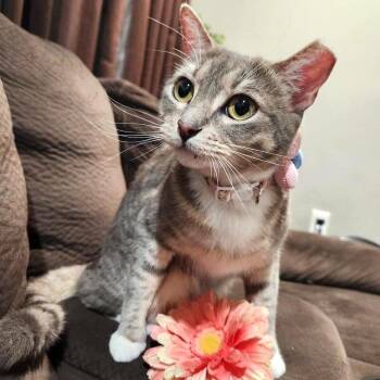 Angeli Merary -  Tabby and Domestic Short Hair Cat for Adoption in Friendswood, Texas - Angeli Merary | PetCurious