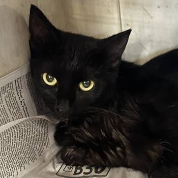 Zelda -  Domestic Short Hair Cat for Adoption in Montgomery, Alabama - Zelda | PetCurious