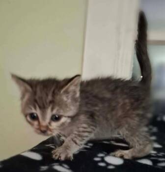 Forge -  Domestic Short Hair Cat for Adoption in Portland, Indiana - Forge | PetCurious