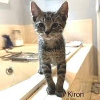 Kiron -  Domestic Short Hair Cat for Adoption in Fredericksburg, Virginia - Kiron | PetCurious