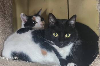 American Shorthair Cats Available for Adoption in San Jose, California - Raider | PetCurious