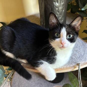 Rescue Domestic Short Hair Cats for Adoption in Los Angeles, California - Samuel | PetCurious