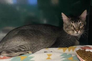 Domestic Long Hair Cats Available for Adoption in El Paso, Texas - Tommy | PetCurious