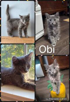 Obi -  Domestic Medium Hair Cat for Adoption in Newberg, Oregon - Obi | PetCurious
