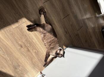 Smokie -  Domestic Short Hair Cat for Adoption in Seattle, Washington - Smokie | PetCurious