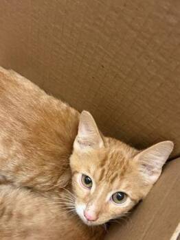 Timon -  Domestic Short Hair Cat for Adoption in Wichita, Kansas - Timon | PetCurious
