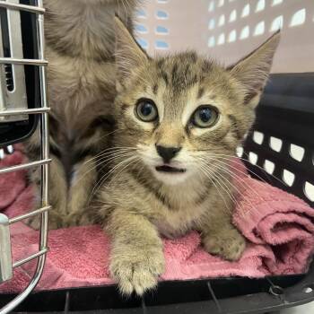 Chef Boyardee -  Domestic Short Hair Cat for Adoption in Chattanooga, Tennessee - Chef Boyardee | PetCurious