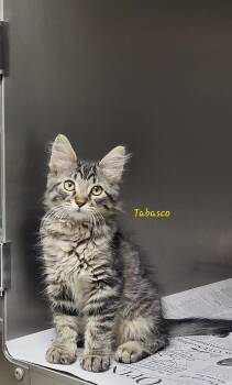 Tabasco -  Domestic Medium Hair Cat for Adoption in Marion, Mississippi - Tabasco | PetCurious