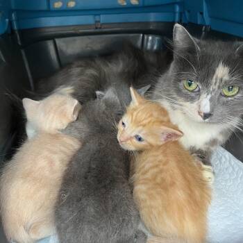 Domestic Short Hair Cats Available for Adoption in Fairfax Station, Virginia - Alaric | PetCurious