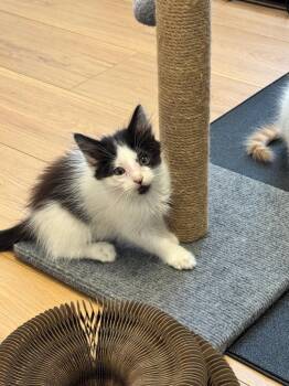 Atticus -  Domestic Medium Hair Cat for Adoption in Little Rock, Arkansas - Atticus | PetCurious