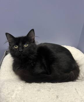 Rescue Domestic Long Hair Cats for Adoption in High Ridge, Missouri - Pepper | PetCurious