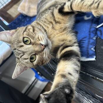 Ser Roly Poly -  Domestic Short Hair Cat for Adoption in Mount Laurel Township, New Jersey - Ser Roly Poly | PetCurious
