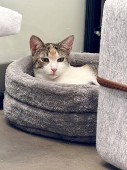 Lydia-must go with a friend -  Domestic Short Hair Cat for Adoption in Cary, North Carolina - Lydia-must Go With A Friend | PetCurious