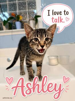 Ashley -  Tabby and Domestic Short Hair Cat for Adoption in Pensacola, Florida - Ashley | PetCurious