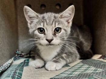 Breanna -  Domestic Short Hair and Tabby Cat for Adoption in Powell, Ohio - Breanna | PetCurious