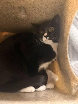 Nina -  Domestic Short Hair Cat for Adoption in Fruit Heights, Utah - Nina | PetCurious
